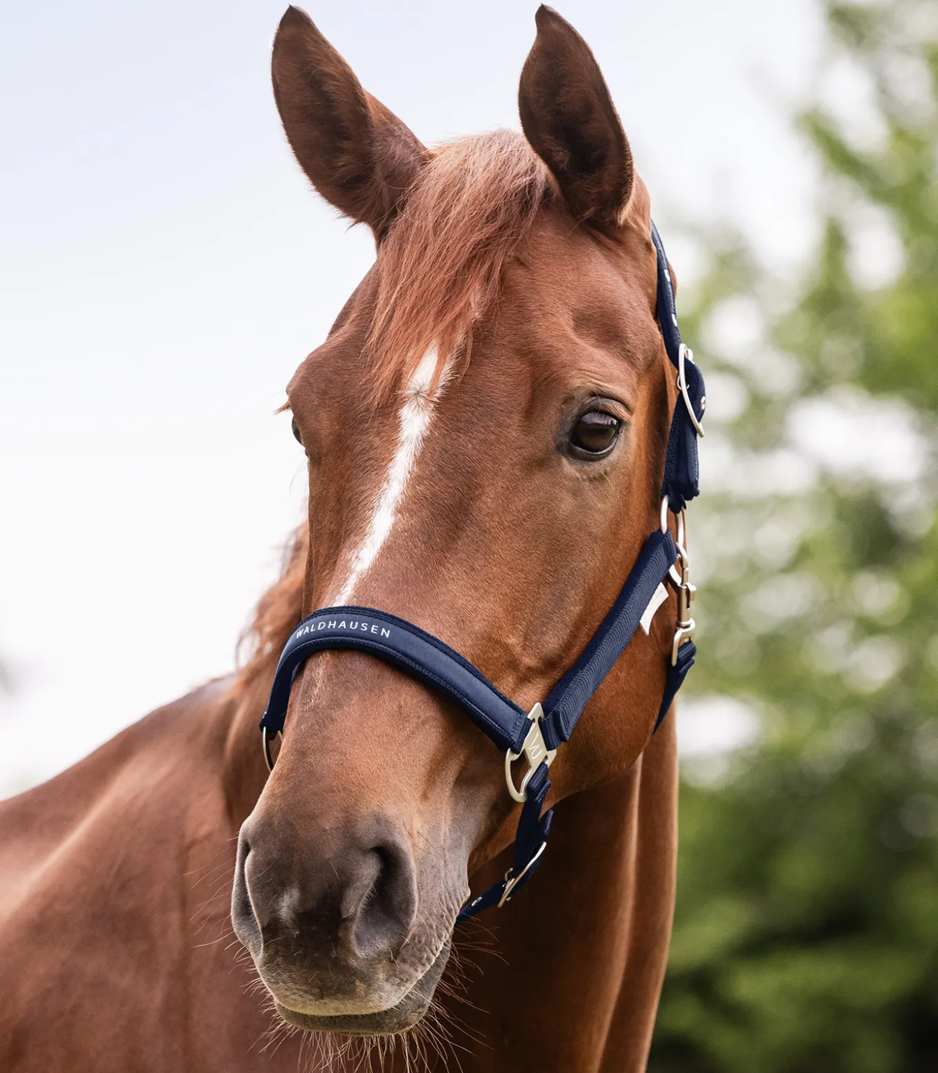 Halfter Athletic