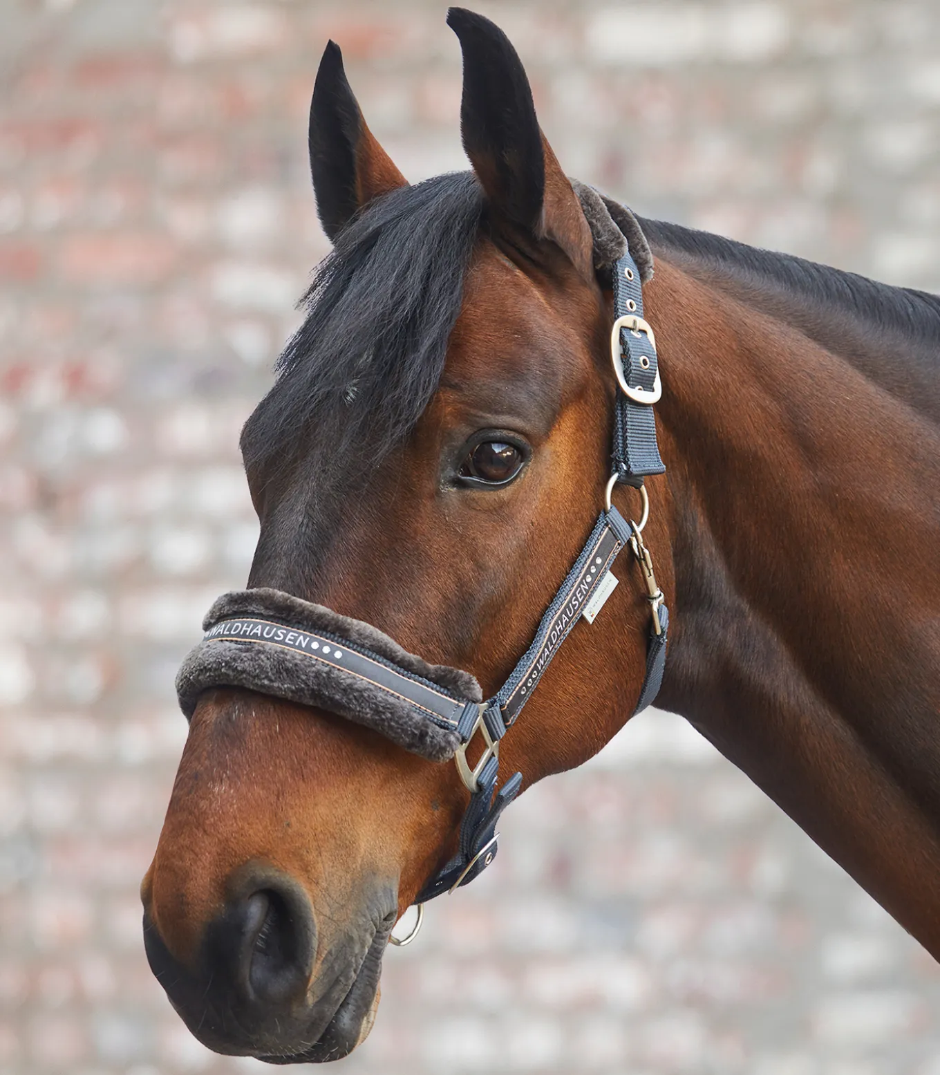 Halfter Elegant