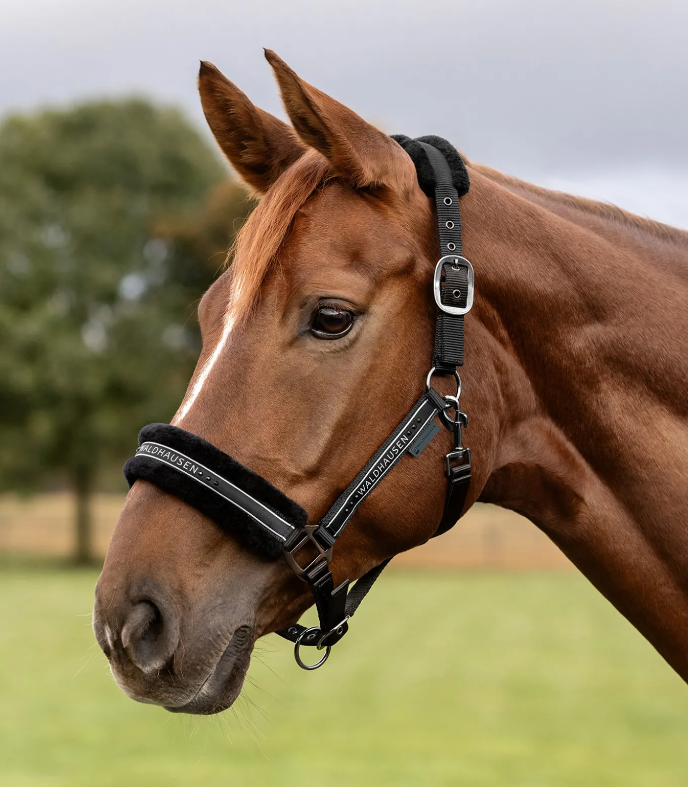 Halfter Elegant