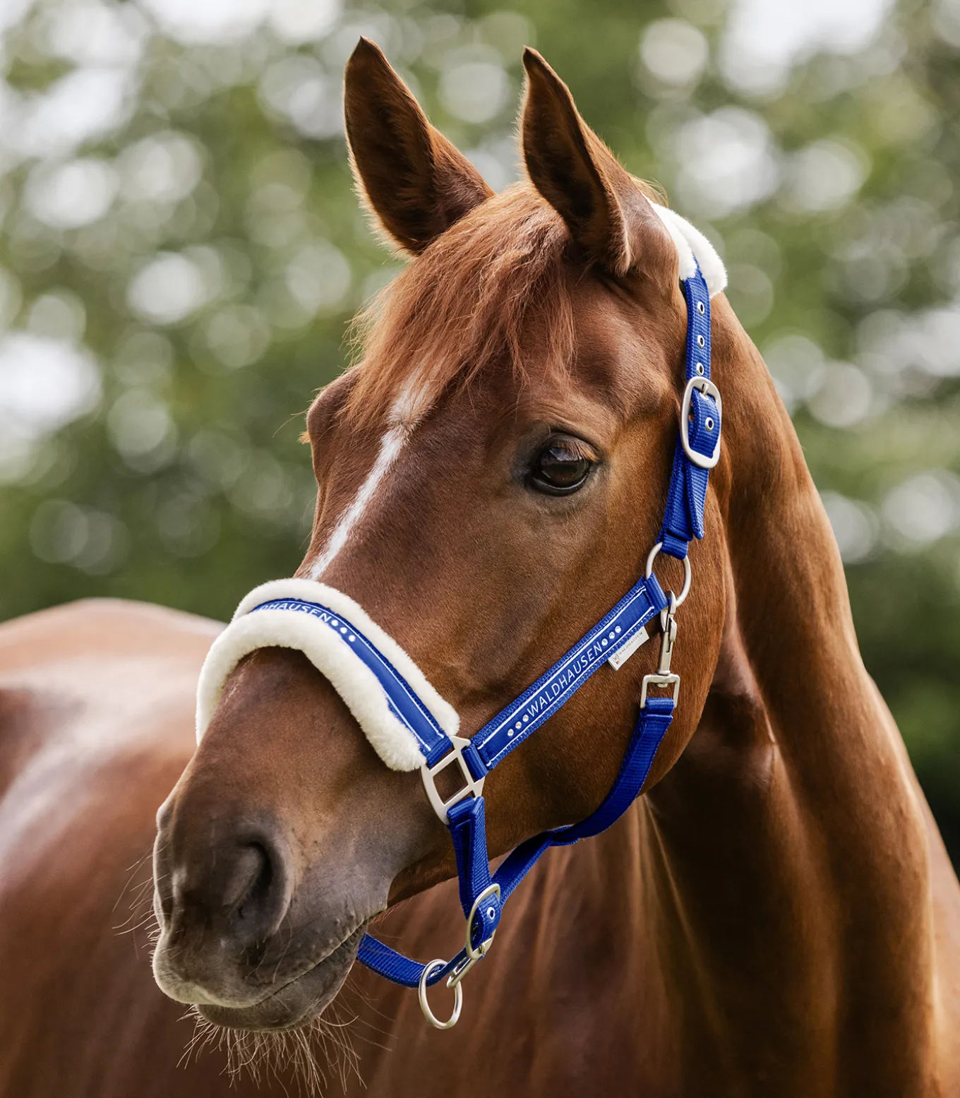 Halfter Elegant