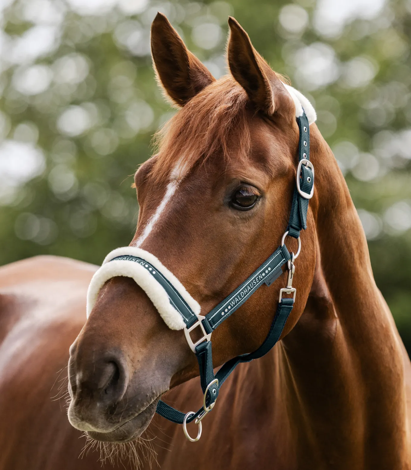 Halfter Elegant