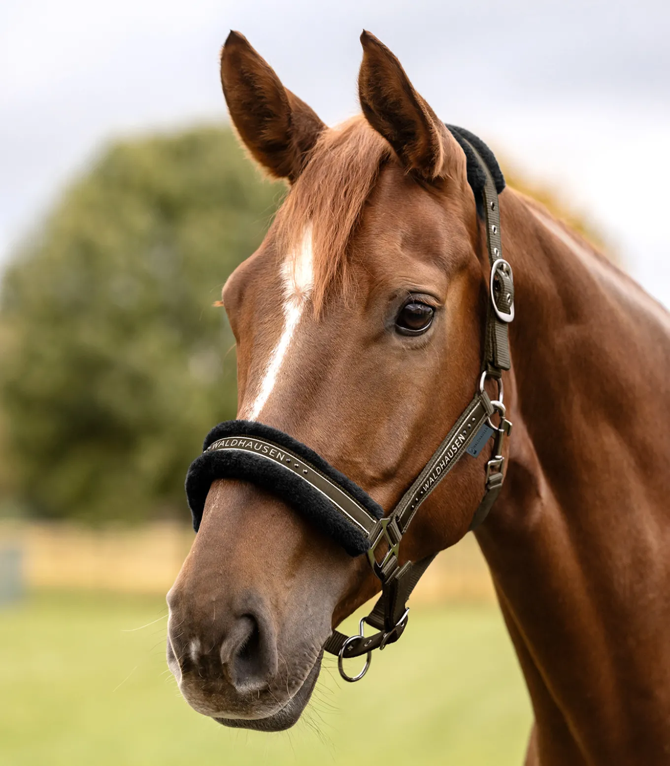 Halfter Elegant