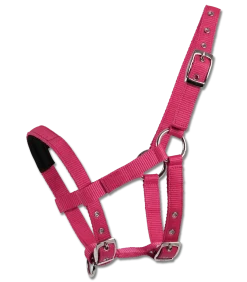 Mini-Shetty Halfter