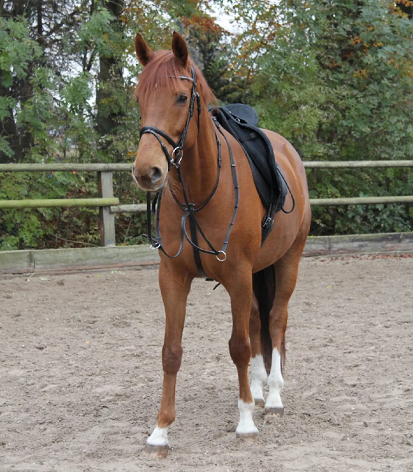 STAR Martingal